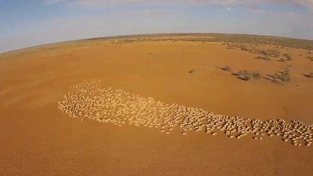 Овцы. Съемка с дрона смотреть онлайн