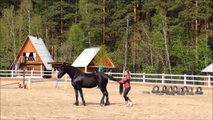 Фриз. Видео про лошадей. Лошадь танцует под барабаны! Интересное видео 2017