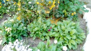 Разные красивые цветочки на клумбе цветут. Весенние майские цветы в саду