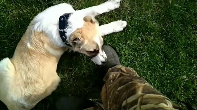 №221 Деревенский видео микс. смотреть онлайн