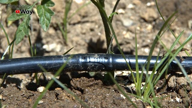 Капельная Лента: Как Продлить Срок Службы Лент Капельного Полива смотреть онлайн