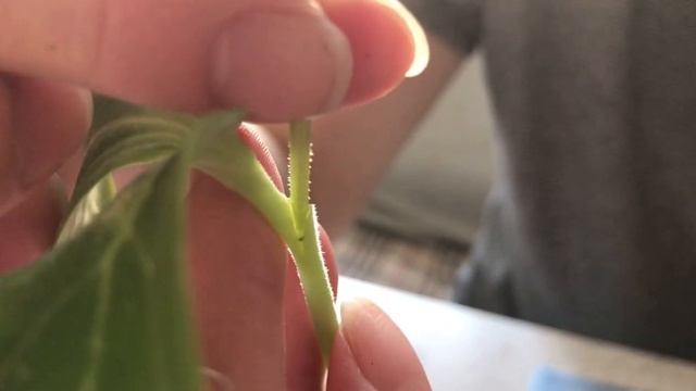 Быстрый вид прививки арбуза на тыкву. Самая приживаемая прививка арбуза, получится даже у новичков. смотреть онлайн