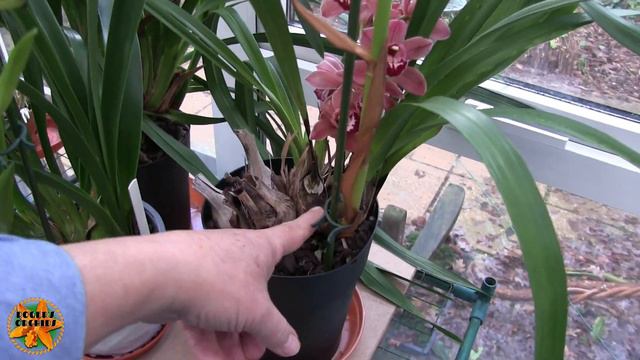 All My Orchids in Bloom on the 8th (January 2023) смотреть онлайн