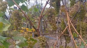 Кристалл, виноград для средней полосы России