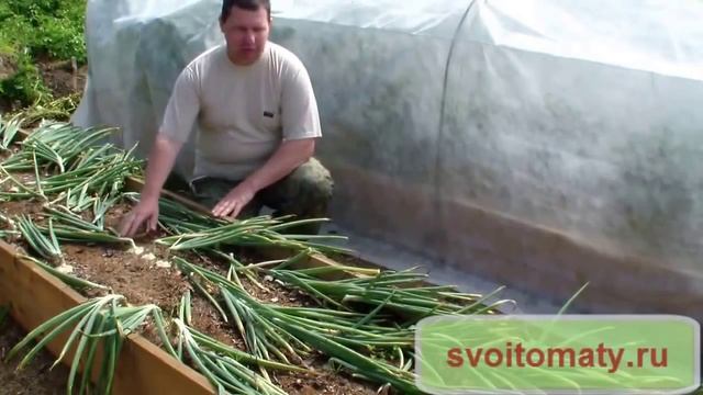 Семена лука Выращивание лука репки без лишних хлопот Использование грядок коробок смотреть онлайн