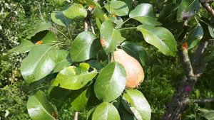 Груша Чижовского.