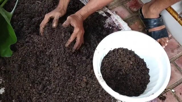 Menanam bunga hosta plantaginea/lily Ambon смотреть онлайн