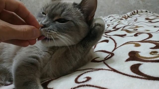 Кошка ест сыр Сулугуни смотреть онлайн