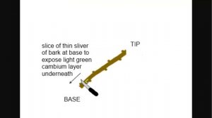 How To Clone Trees From Cuttings