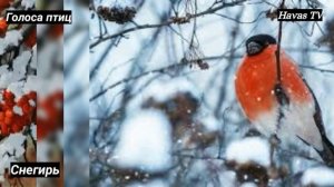 ГОЛОСА ПТИЦ СНЕГИРЬ