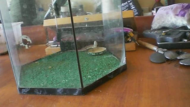 Птенец сорокопута-жулана первая охота на ящерицу смотреть онлайн