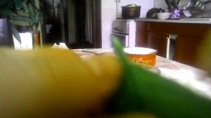 Размножение лимона способом укоренения черенков в воде.