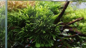 Microsorum pteropus 'Trident' - Trident Fern
