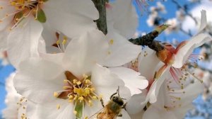 Иван Бунин - Три ночи