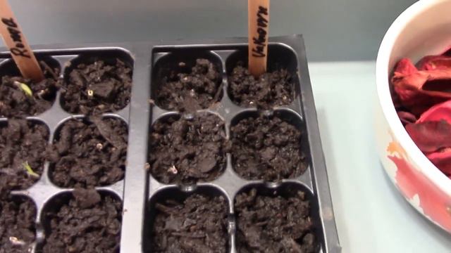 Dollar Tree Tomato Seeds  -- Starting Early Seedlings