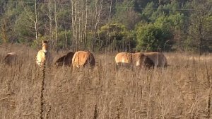 Лошади Пржевальского в чернобыльской зоне