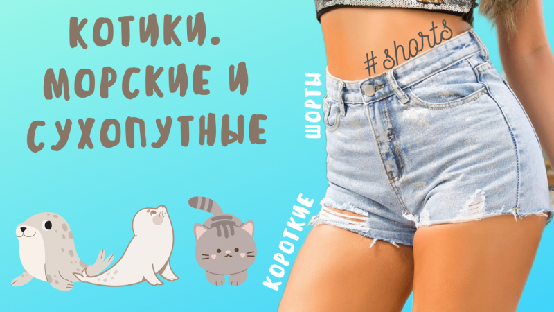 Котики. Морские и сухопутные..) #shorts