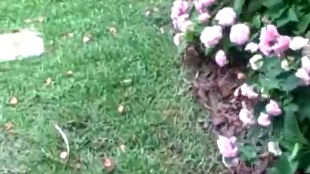 DOUBLE KNOCK-OUT ROSES & HYDRANGEAS смотреть онлайн