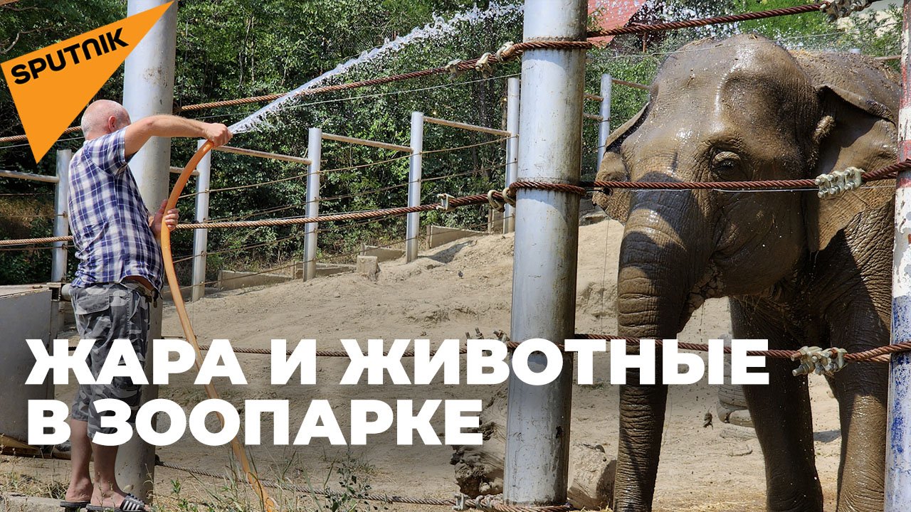 «Душ» и «мороженное»: Как животные в тбилисском зоопарке переносят жару