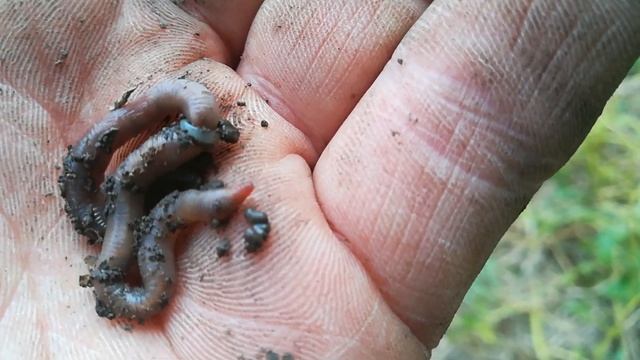 Как дождевой червь сбрасывает кокон. смотреть онлайн