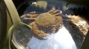 Краб плавунец моргает на 13 секунде