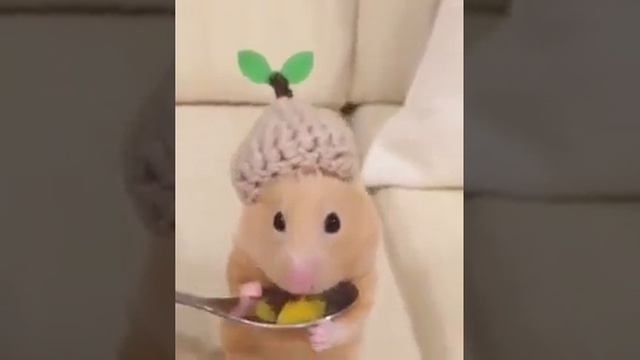 Это чей такой нарядный?)) смотреть онлайн