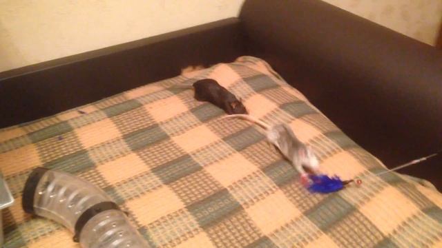 Игра с крысами смотреть онлайн