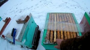 Как зимуем в пенопластовых ульях