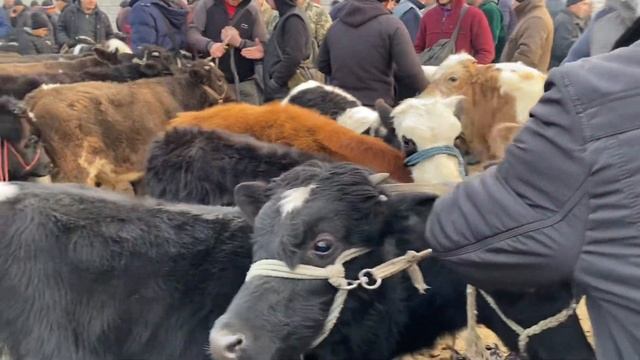 OLTI ARIQ CHORVA BOZORI NARHLARI. HAMMASIDAN BOR.  bozor Qiymatmi ?? 19,01,2024 .