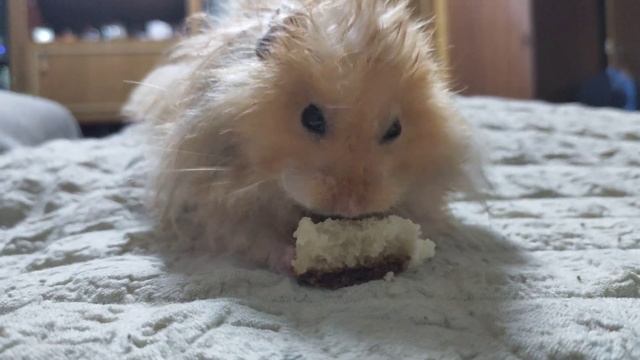 ангорский хомячок кушает на протяжении 38 секунд смотреть онлайн