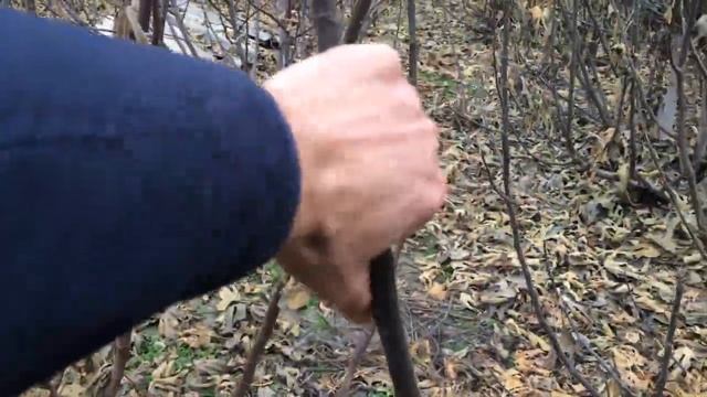 Инжир после -15 мороза. Гибрид Кадоты - самый морозостойкий сорт (на моей поляне) смотреть онлайн