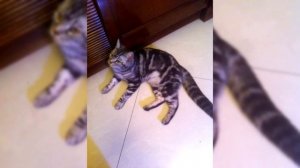 Американская жесткошёрстная кошка. Плюсы и минусы, Цена, Как выбрать, Факты, Уход, История