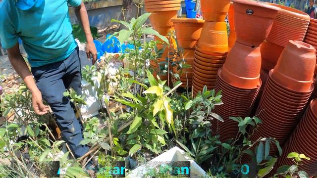 GALIFF STREET RARE FRUIT & FLOWER PLANT | MANGO GUAVA VARIETY , MIRACLE PRICE| Best Flowers Foreve смотреть онлайн