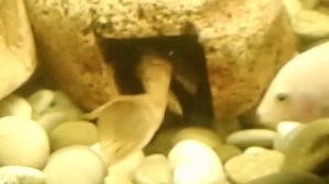 Мой новый аквариум разборки цихлид