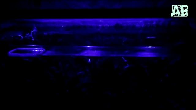 Светодиодный LED светильник  для аквариума RST Tech через месяц! Плюсы и минусы использования!
