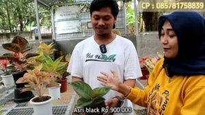 Baby-Baby Aglaonema Ikinimis Kualitas Top Perform.. Paket Hemat Size Besar 100rb 3pot