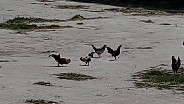 Дженни ждет сезона) Тайган смотреть онлайн