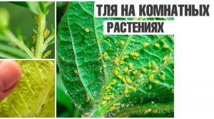 КАК НАВСЕГДА ИЗБАВИТСЯ ОТ ТЛИ ✔️ ТЛЯ НА КОМНАТНЫХ РАСТЕНИЯХ