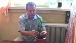 Результаты прививки лимона методом в расщеп