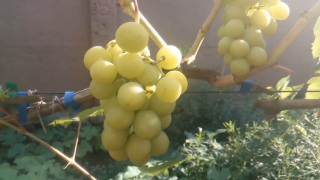 Созревание ультра ранних сортов .Продажа саженцев и черенков винограда.Тел-098 115 04 16 Анатолій смотреть онлайн