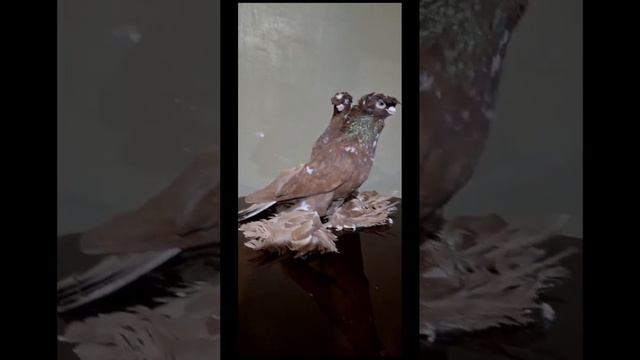 Узбекские голуби Pigeons الحمام Tauben merpati کبوتر 鴿子 ハトkaʙūtar 14/02/24 смотреть онлайн