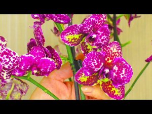 СЕКРЕТЫ Орхидеи Дикий Кот  !!!  Советы Из Жизни Орхидей,  по содержанию в неволе.  Мой ОПЫТ...