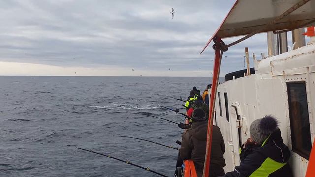 Неожиданно Баренцево Море Вскипело под Barents Star! Бурная жизнь Водного мира!