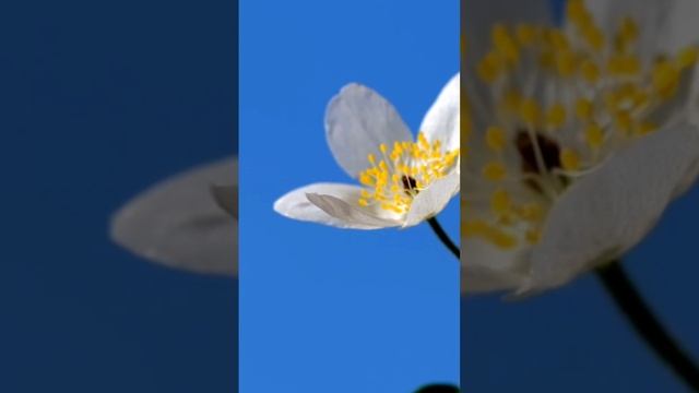 Скажите эти фразы себе в зеркало #shorts #энергия #психология #жизнь #сила смотреть онлайн