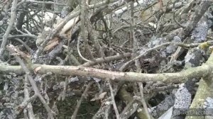 Лишайники/урок биологии 7класс про лишайники