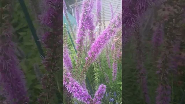 Dense Blazing Star, Liatris Spicata #shorts #flowers #garden #native plant #purple #pollinator