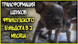 Трансформация щенков французского бульдога в 2 месяца