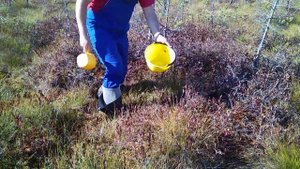 Эффективный способ сбора клюквы