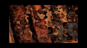 Осенние #слеты_пчел!!! #продолжительность_жизни_клеща Варроа!!! Чем питается клещ???