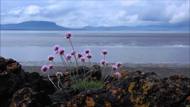 Евангелие от Матфея * Глава 21 смотреть онлайн